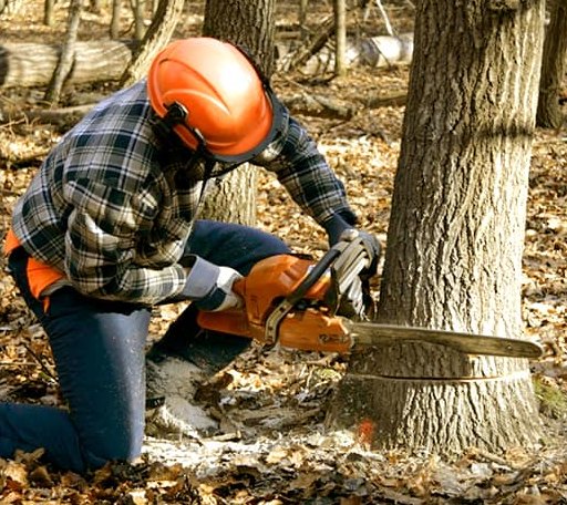 Tree Removal in Foster, RI